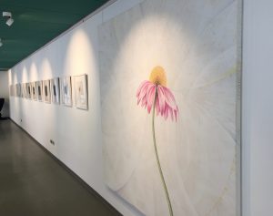 Galerie Wandseite: 24 Bilder Echinacea-Werkgruppe, Foto: KUNST KLOSTER