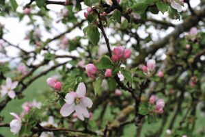 Projekt Apfel-Blüten-Ernte