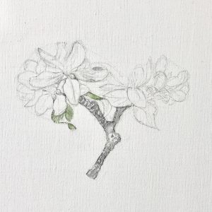 „work in progress“ 2 Natur Ikone Apfelblüten Zweig, Bleistift und Aquarell auf Leinwand, 30 x 30 cm, 