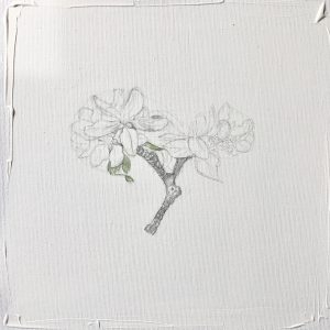 „work in progress“  Natur Ikone Apfelblüten Zweig, Bleistift auf Leinwand, 30 x 30 cm, 2019