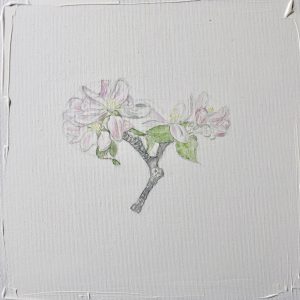 „work in progress“ 3 Natur Ikone Apfelblüten Zweig, Bleistift und Aquarell auf Leinwand, 30 x 30 cm, 