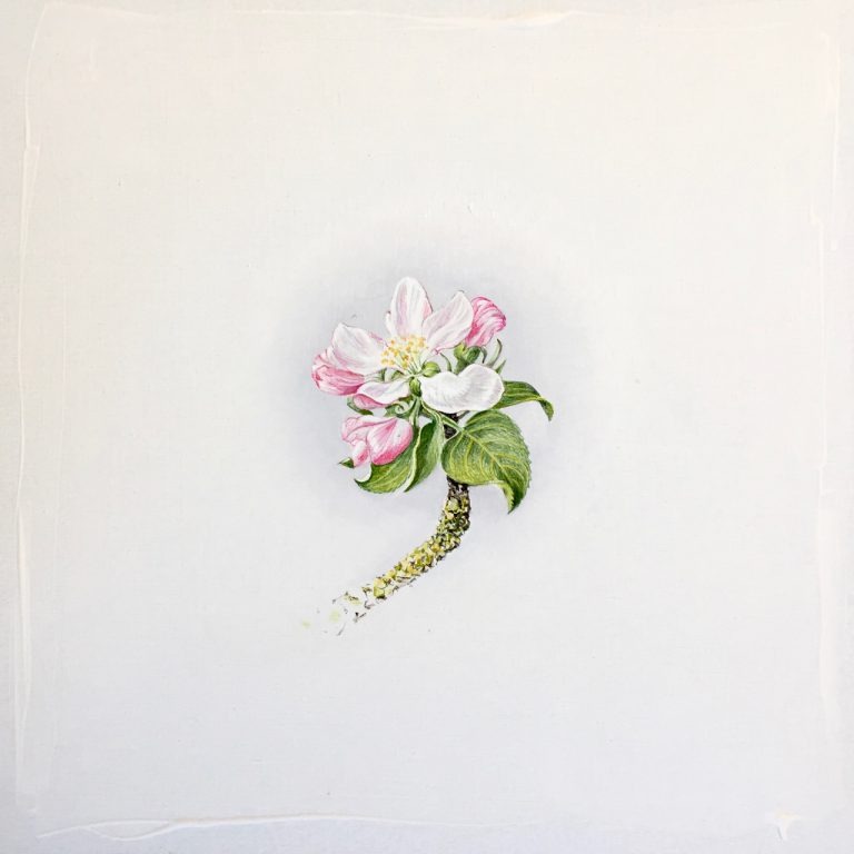 Projekt Apfel-Blüten-Ernte