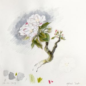 Projekt Apfel-Blüten-Ernte